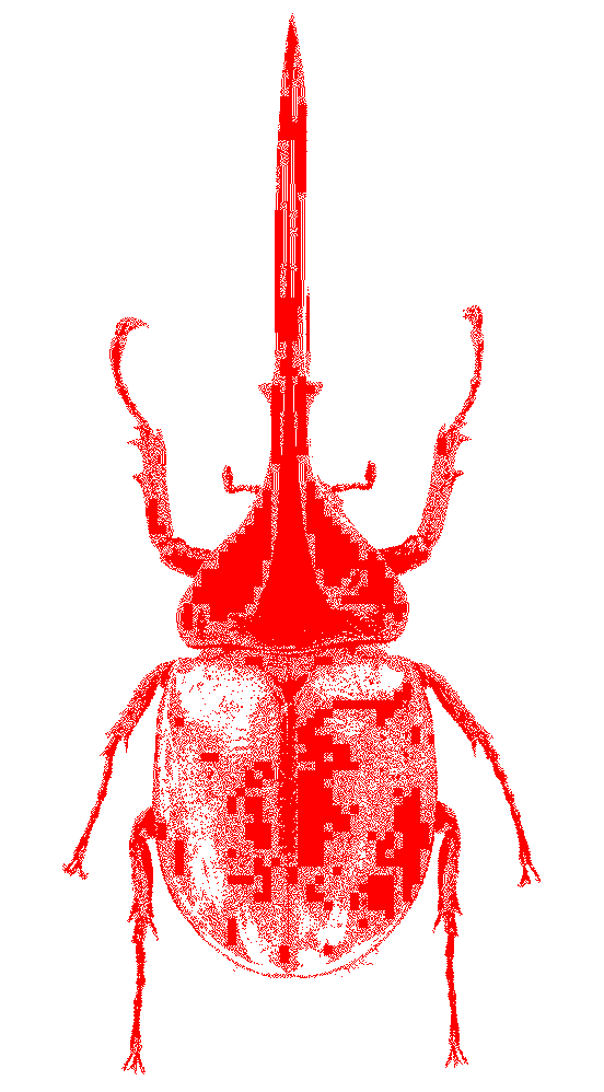 insect